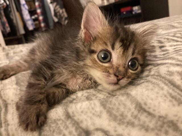 Wednesday (Baby Kitten)