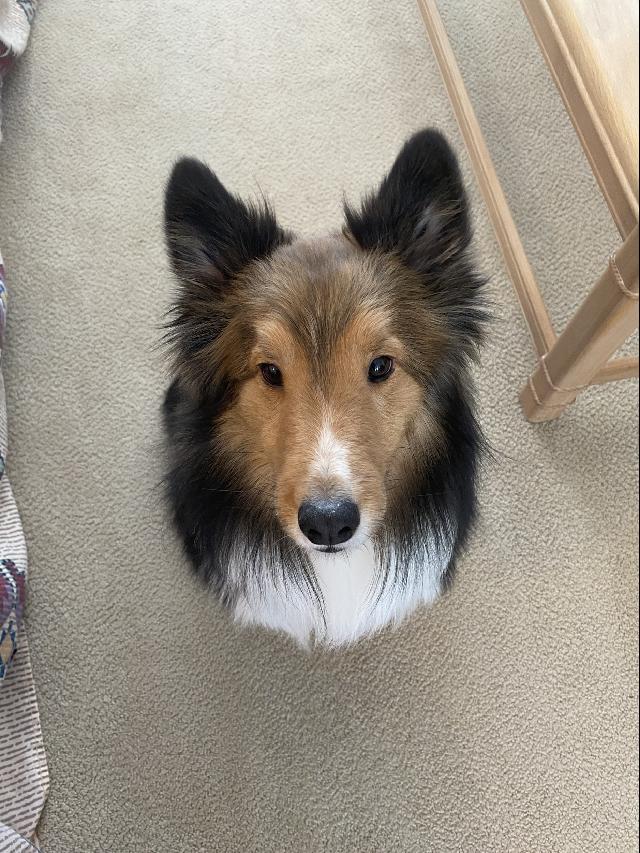 Teddy: Sheltie