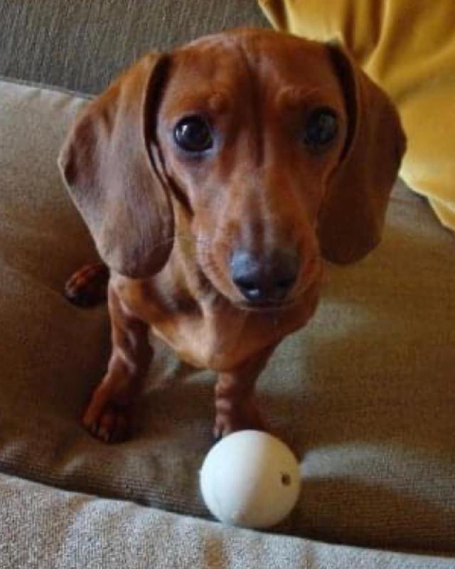 Chance: Dachshund