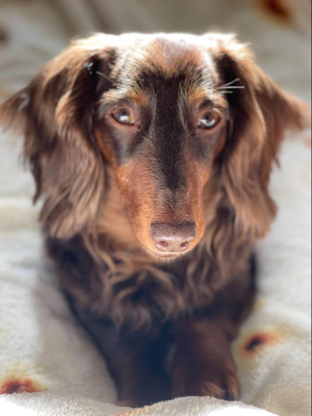 Frankie: Dachshund